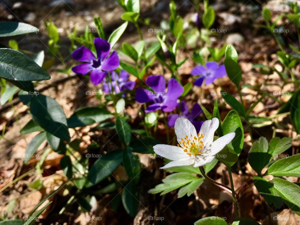spring flowers at the edge of the forest