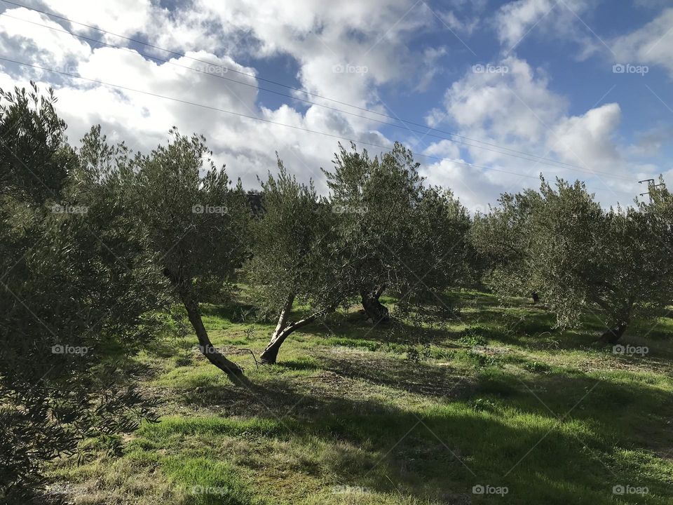 Campo olivos subbetica 