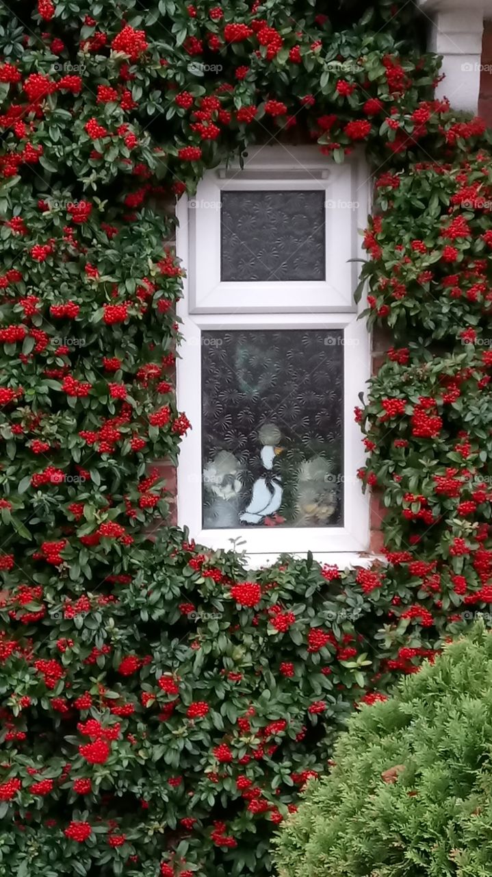 Goose in the red flower frame