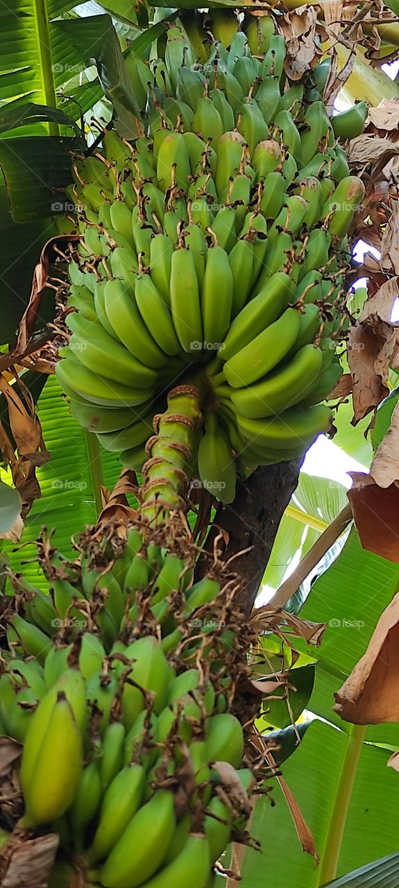 India bananas fruits 1265