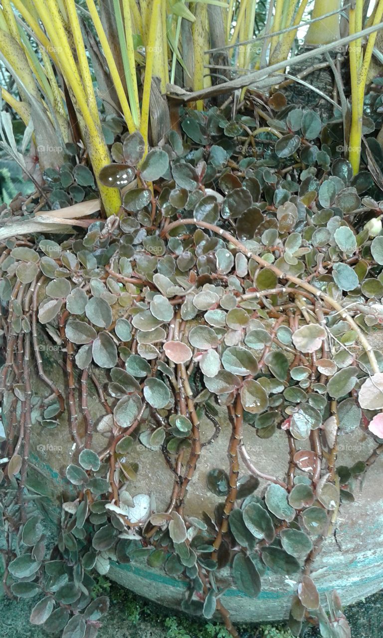 Flora, Nature, Leaf, Texture, Desktop