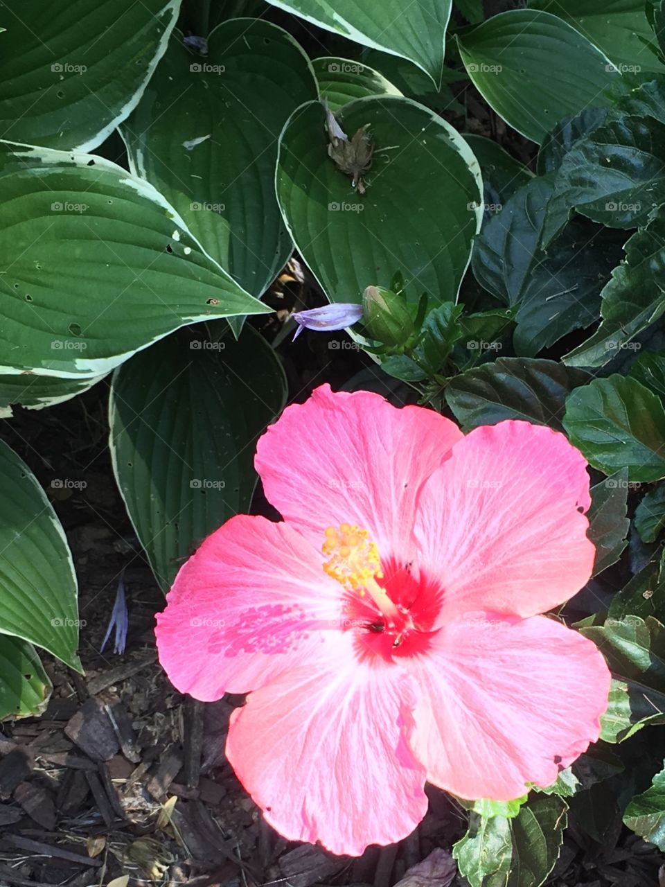 Sunny hibiscus 