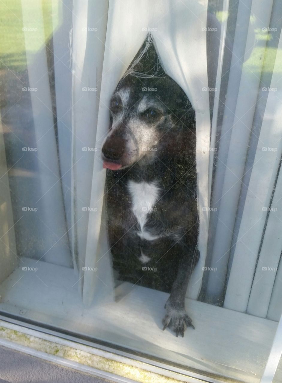 Dog in Window