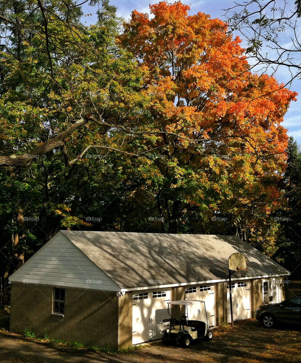 orange trees autumn colorful by delvec