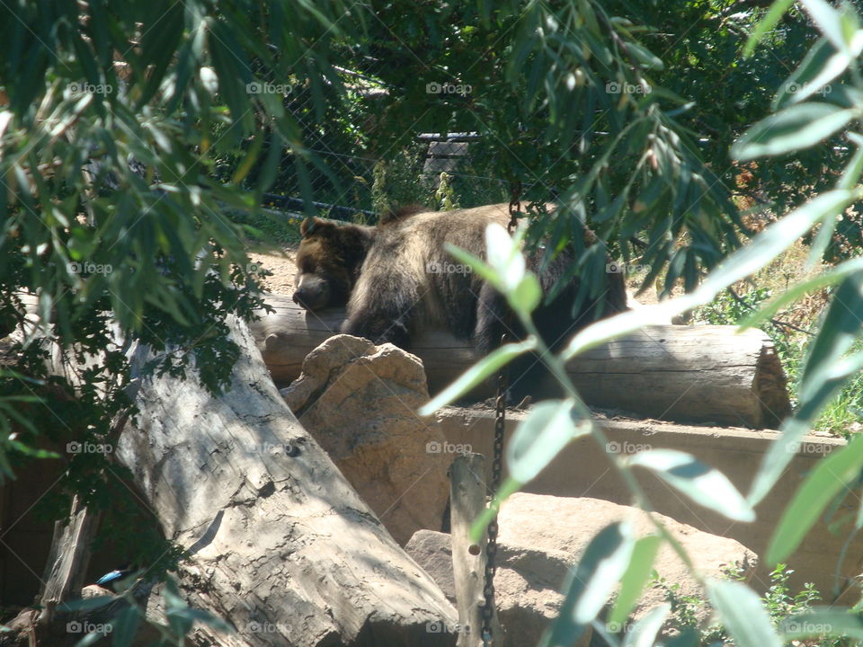 bear finding shade at the zoo