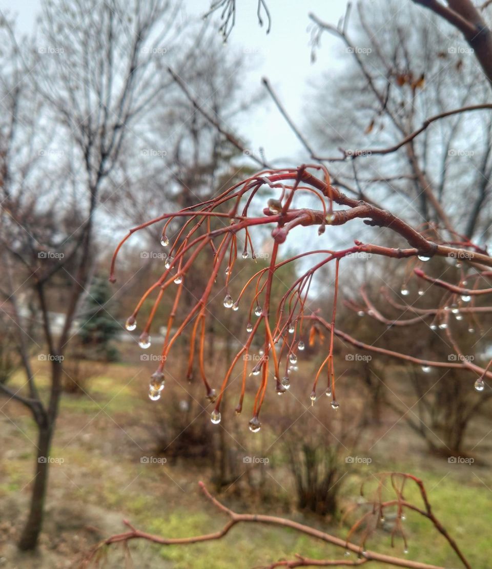 Drops on the branches