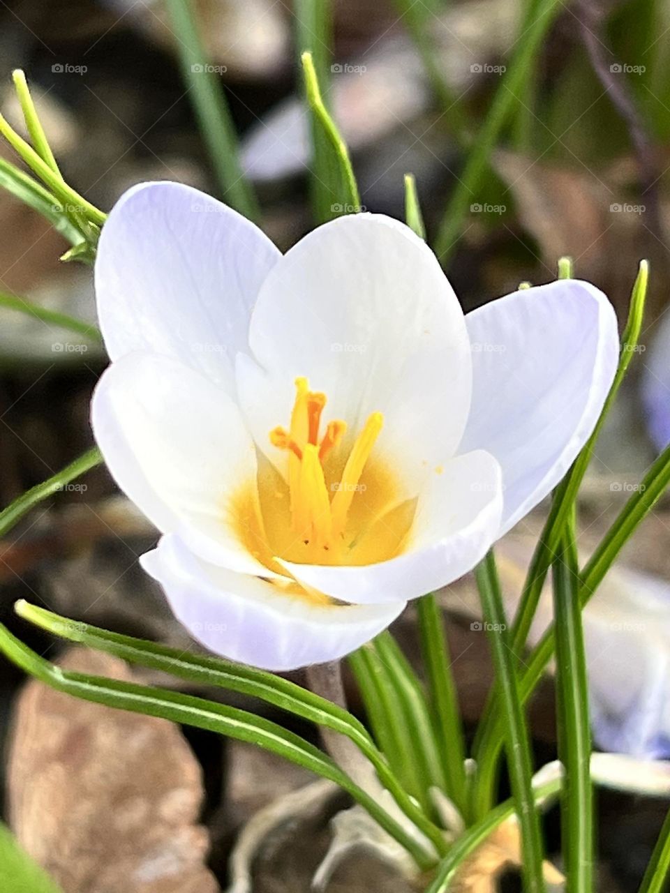 Crocus blooming in the spring with leaves and gras.