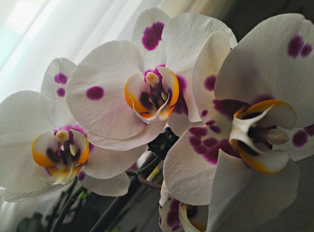 Purple and White Orchid
Beautiful Flowers