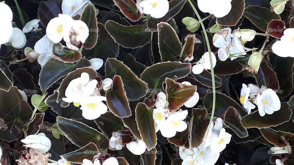 White flowers