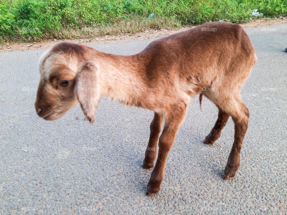 A brown baby goat