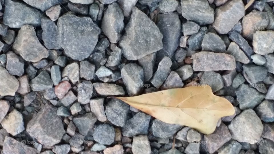 Leaf. I was taking a walk and took this photo 