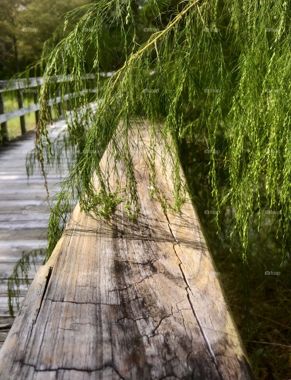 Green fronds draping across wooden railing casting delicate shadows in afternoon sunlight 