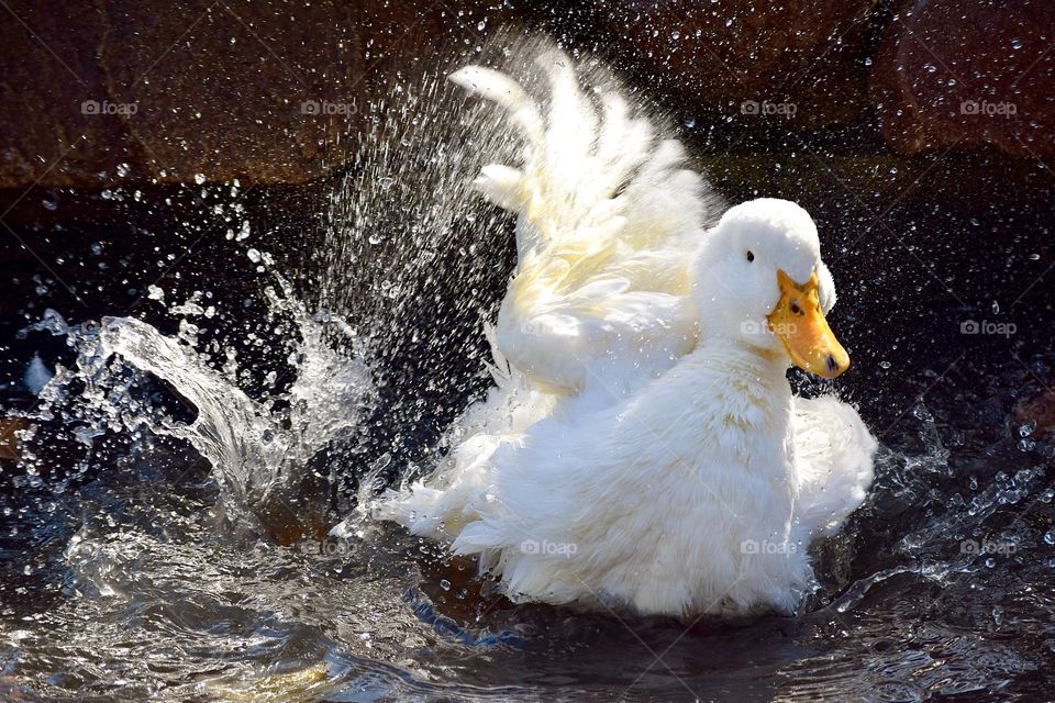 “Duck’s Bathtime”