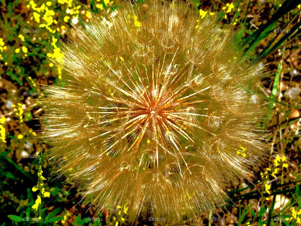 Dandy dandelion . This pesky little weed is actually beautiful