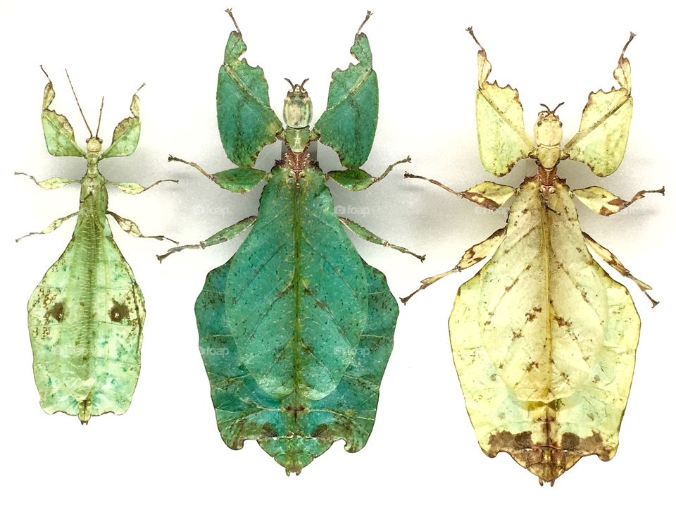 Leafy bugs 
