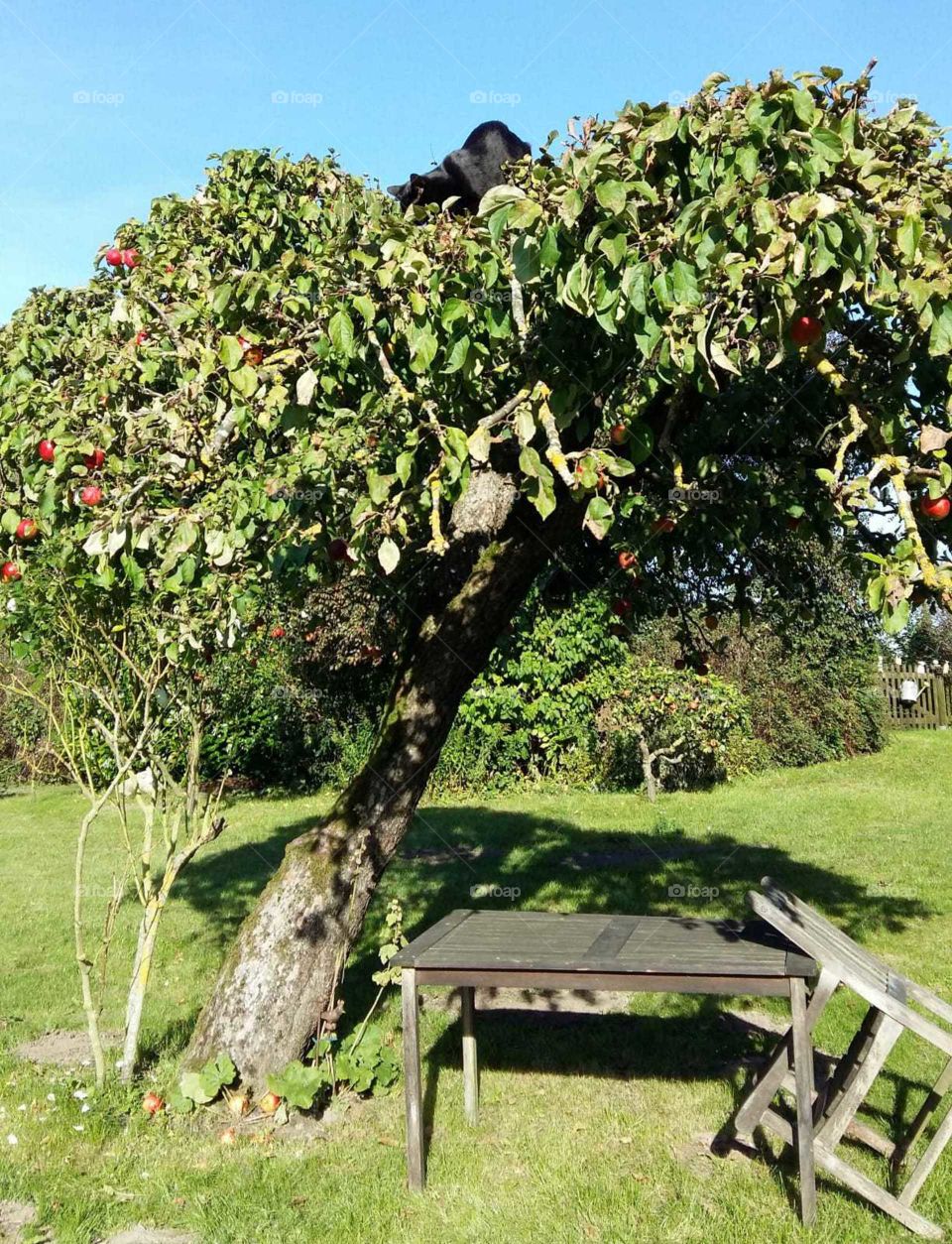 Der schwarze Kater Blacky im Apfelbaum