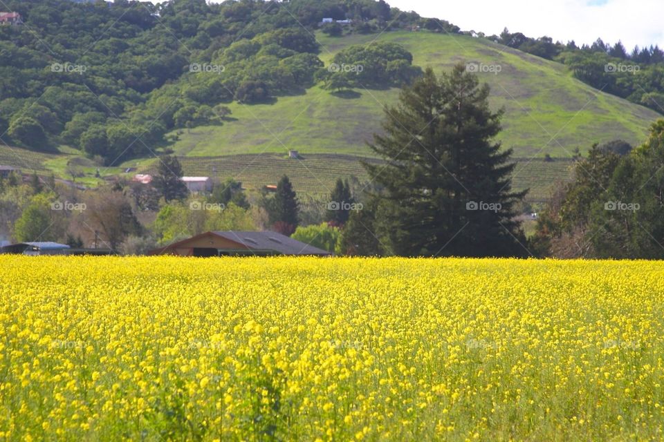 SPRINGTIME IN SONOMA