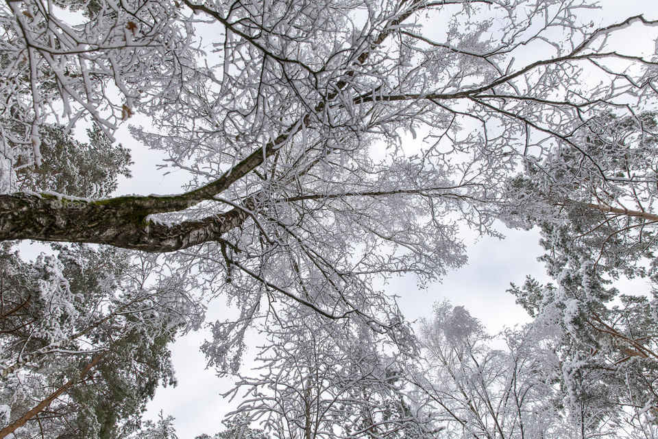 Snowy winter