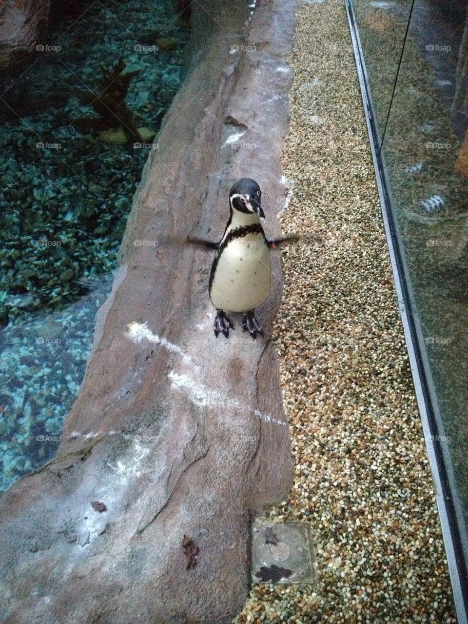 Paul the penguin