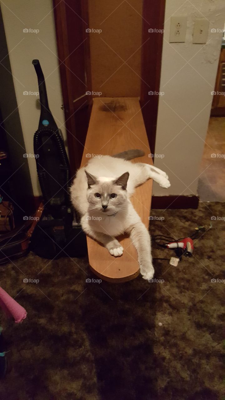 Cat on an Ironing Board