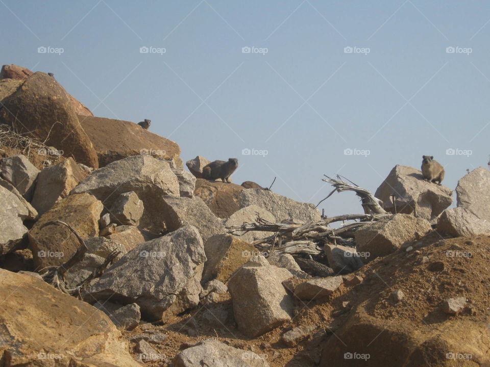 Dassies on rocks in Botswana