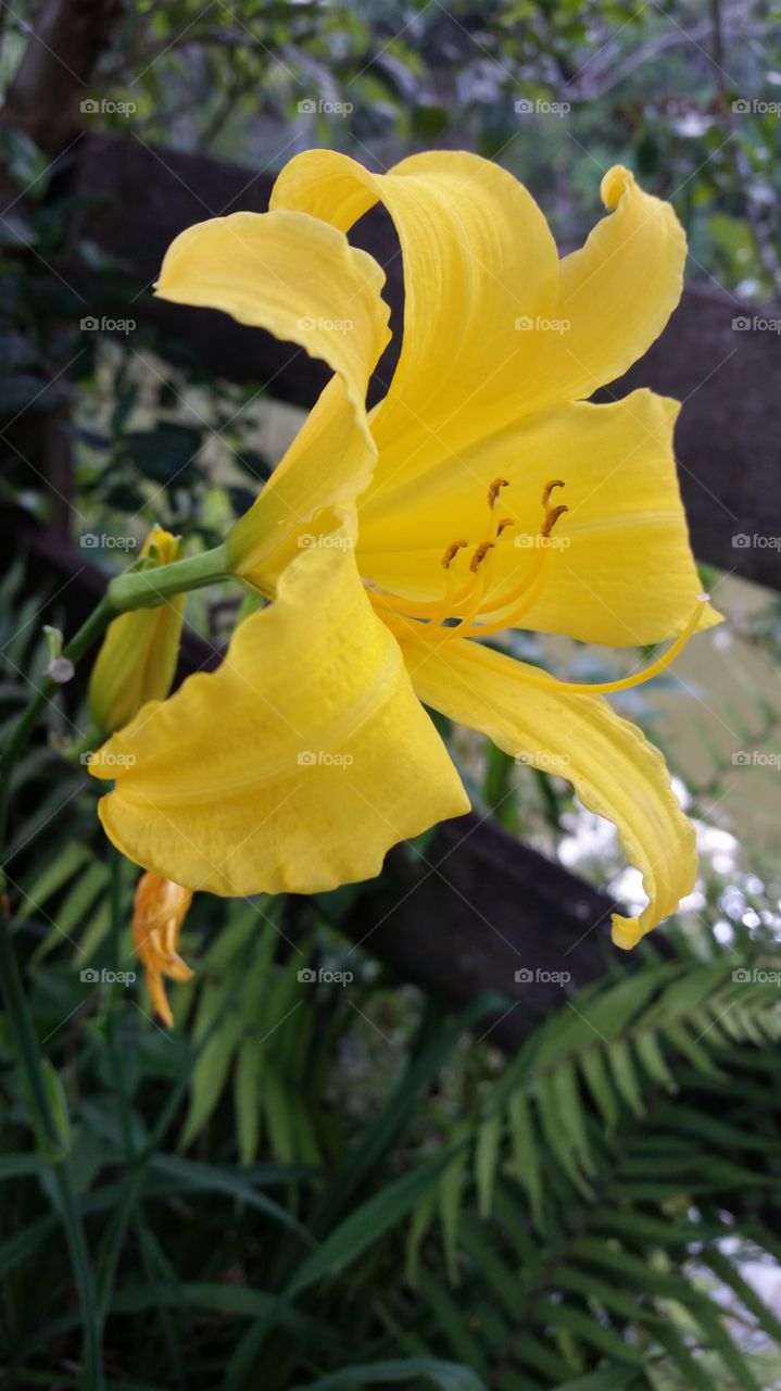 Close up of yellow flower