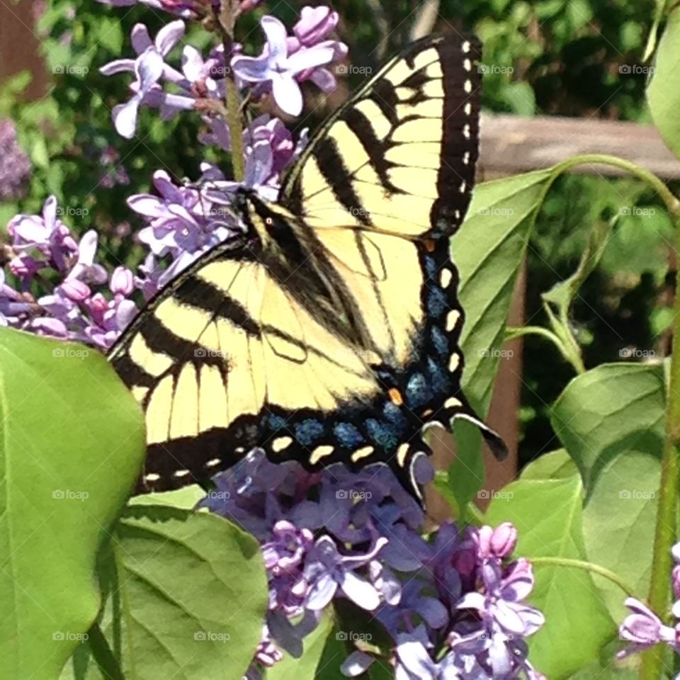 Yellow eastern tiger swallowtail butterfly!. Beautifully resting, butterfly, yellow big swallowtail, yellow fliers, spring!