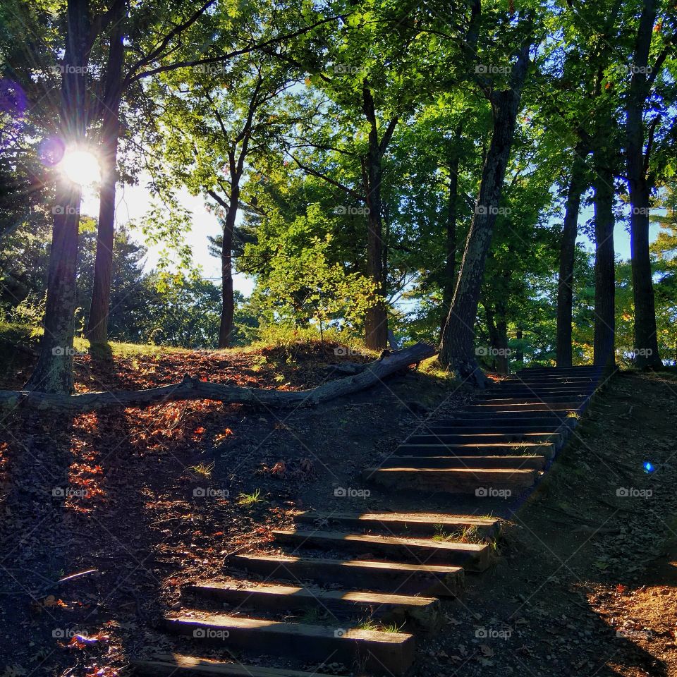 Staircase in the forest