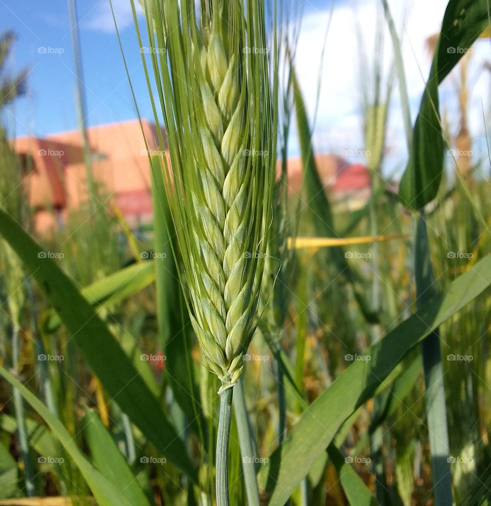 spike of wheat, green plante, close up shot, nice green