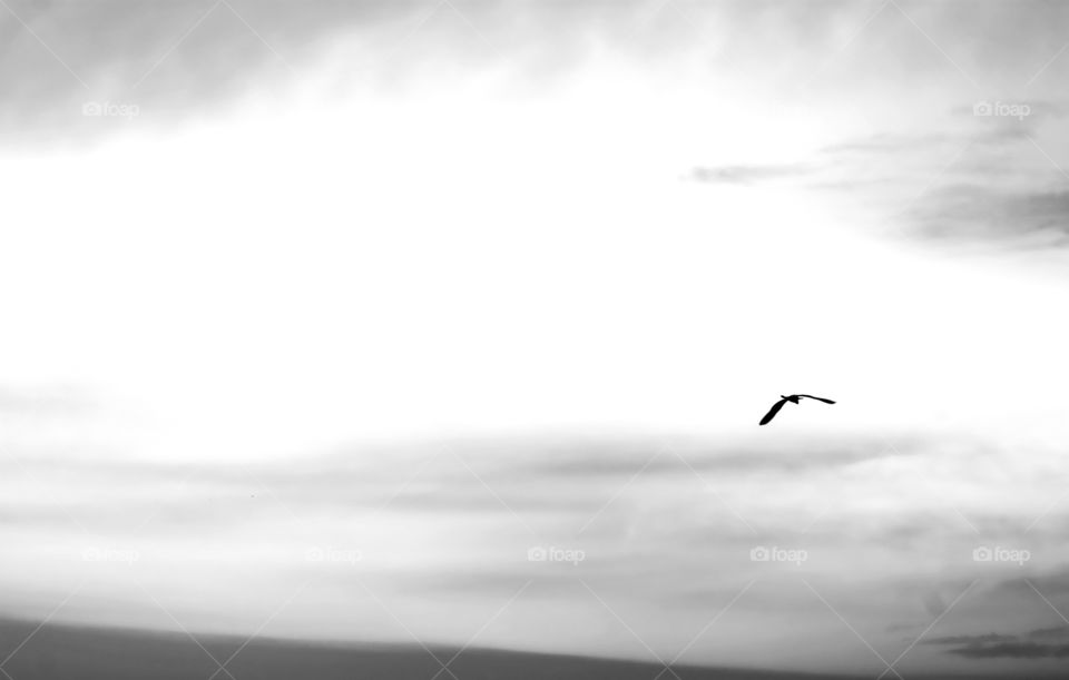 Beautiful black and white color shape for a bird flying on sky background.
