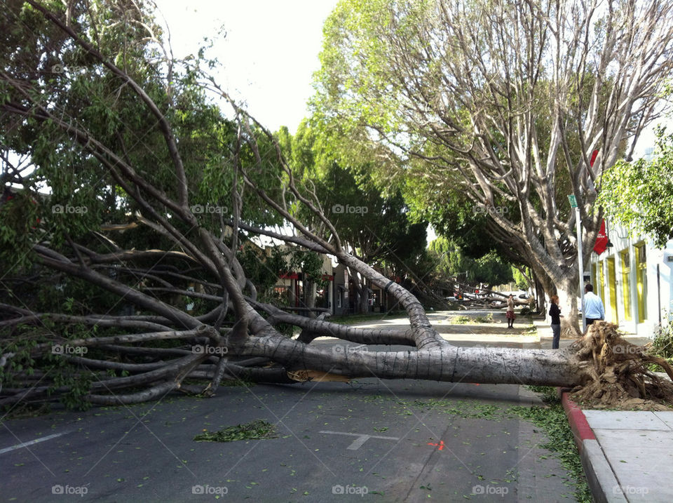 street tree disaster destruction by patrickshen