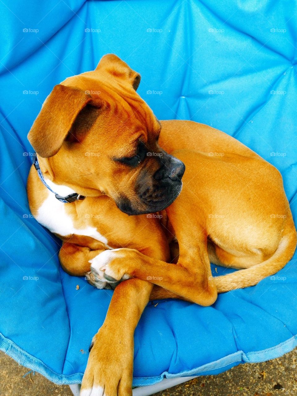 6months old boxerdog pup
