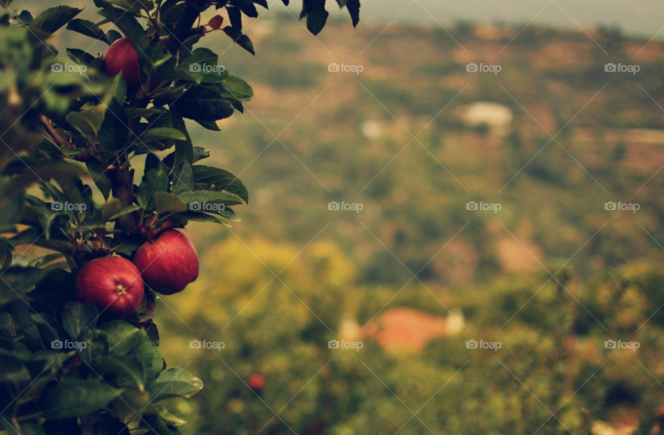 green garden red apple by bagatur