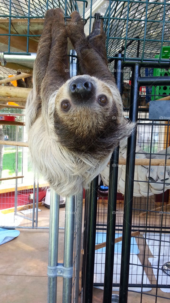 sloth. sloth research center