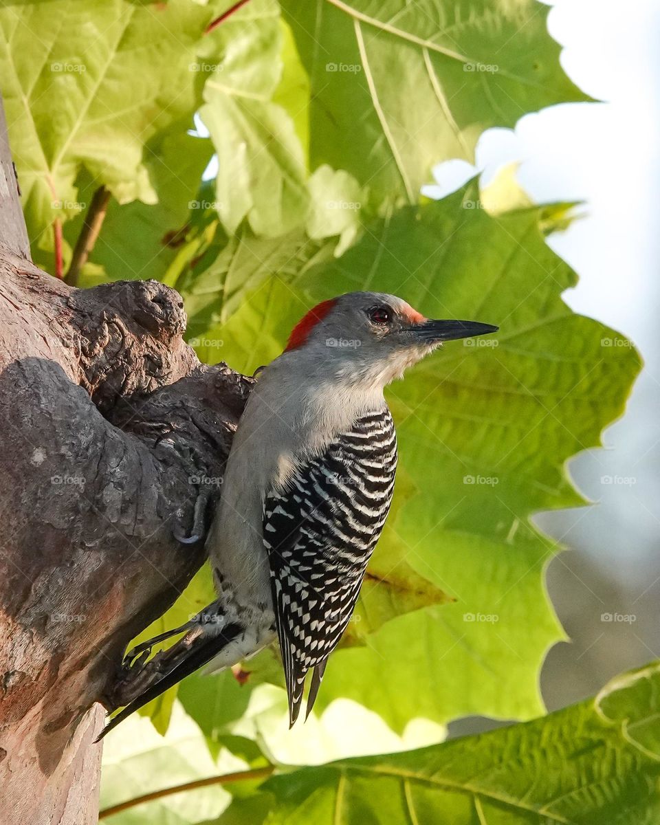 Red-bellied Woodpecker