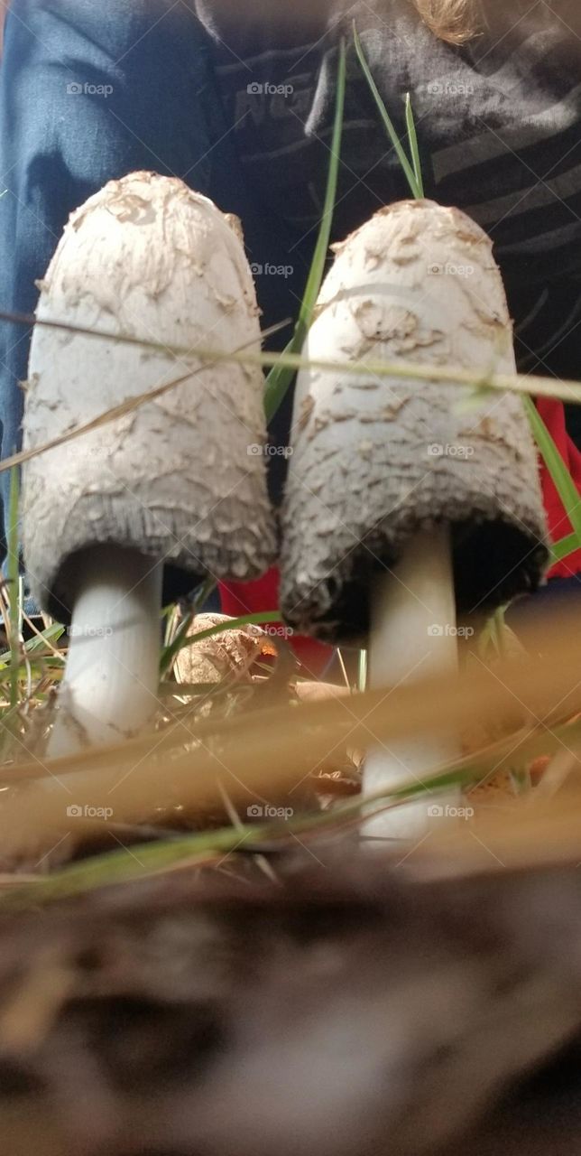 Shaggy Ink Cap Mushrooms