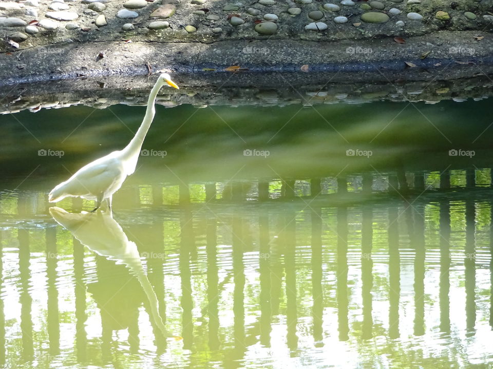 white heron