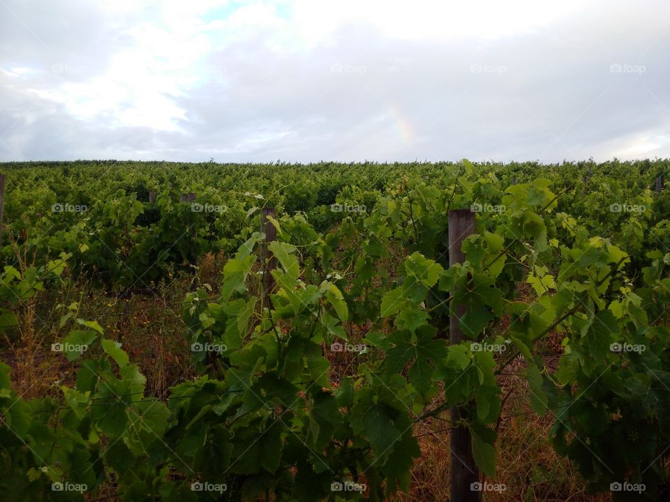 Vineyard in South Africa, Cape Town region.