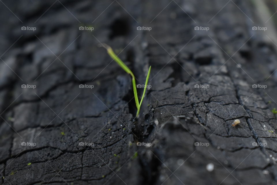 Green gras on a burnt trunk 