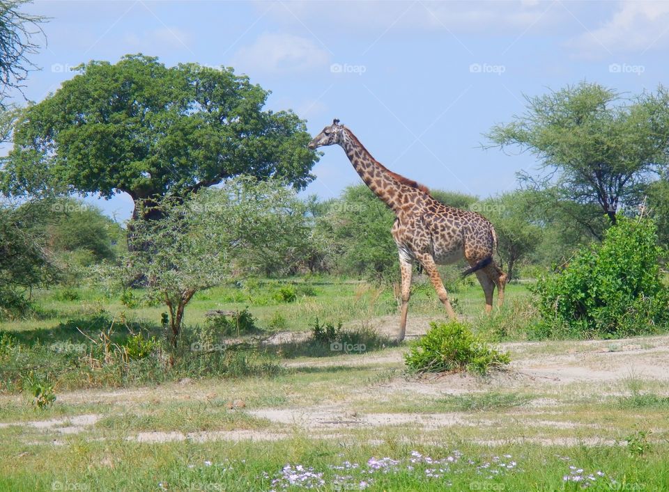 African Giraffe Having Lunch. With the family at Tarangire National Park