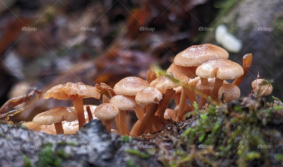 series of mushrooms in the forrest