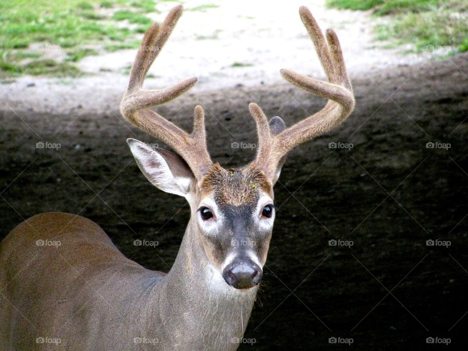 Deer