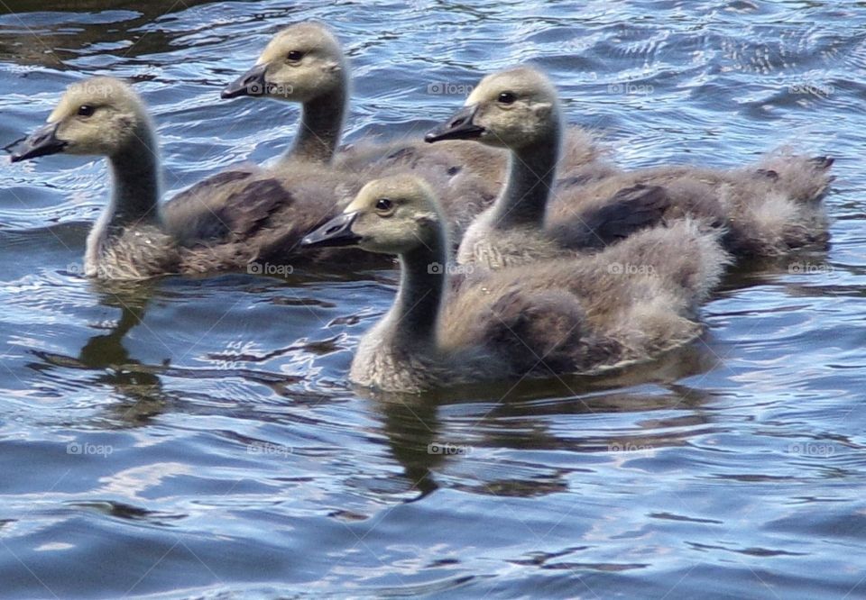 Baby geese 
