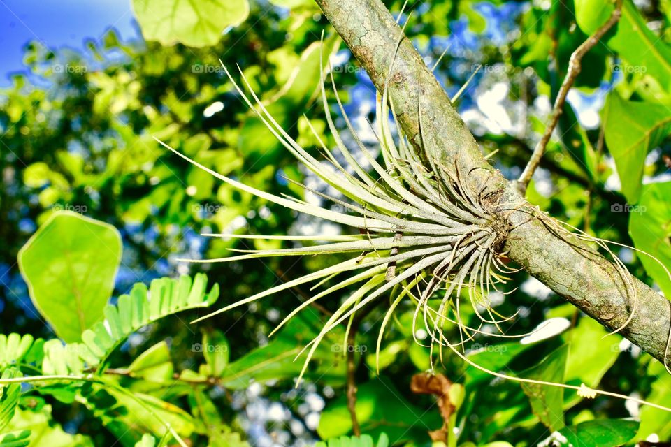 Nature, Leaf, Flora, Tree, Summer