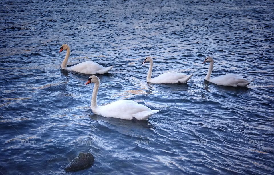 Just a family of Swans crossing by the river!
