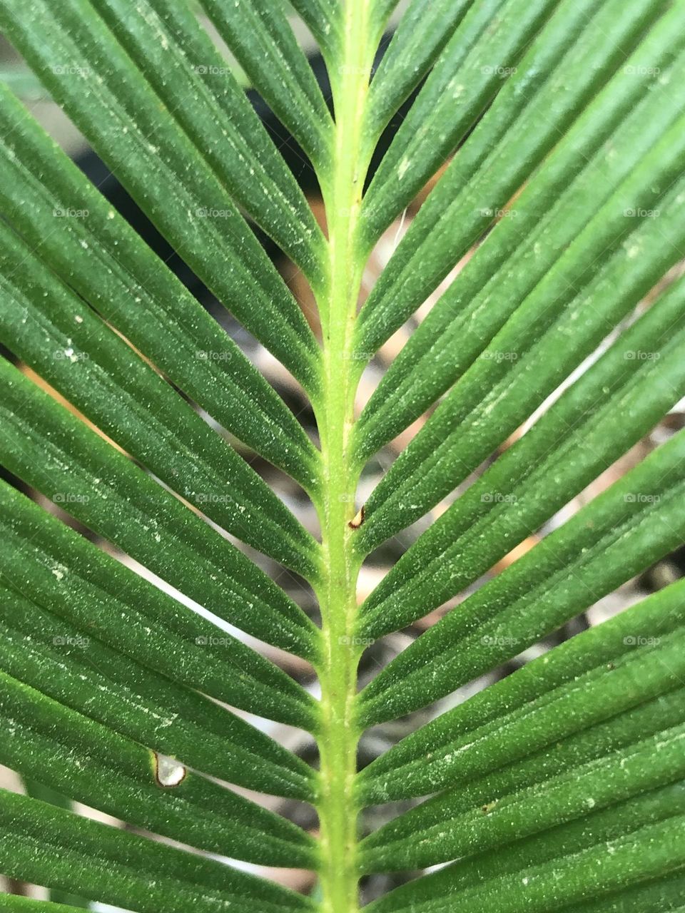 Sago Palm is coming back to life after the freeze LAST year! Love the richness of the green! 