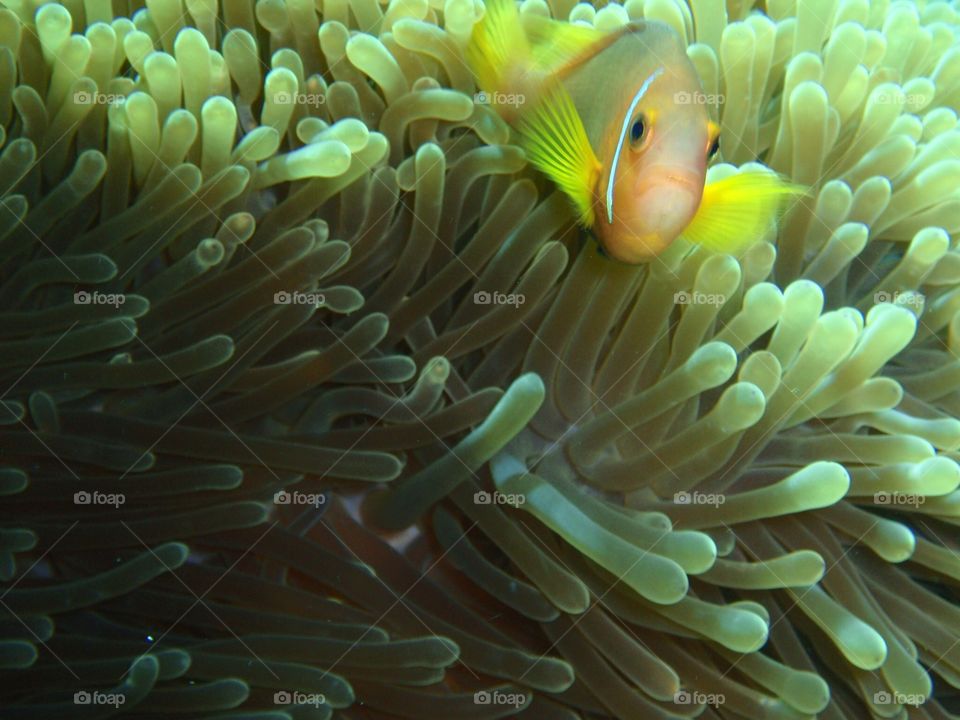 Maldive Clown fish swimming among protective anemone; Maldive Islands, Laamu Atoll