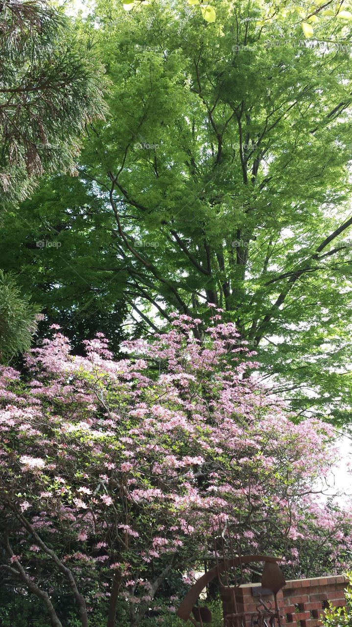 Tree, Flower, Nature, Park, Leaf