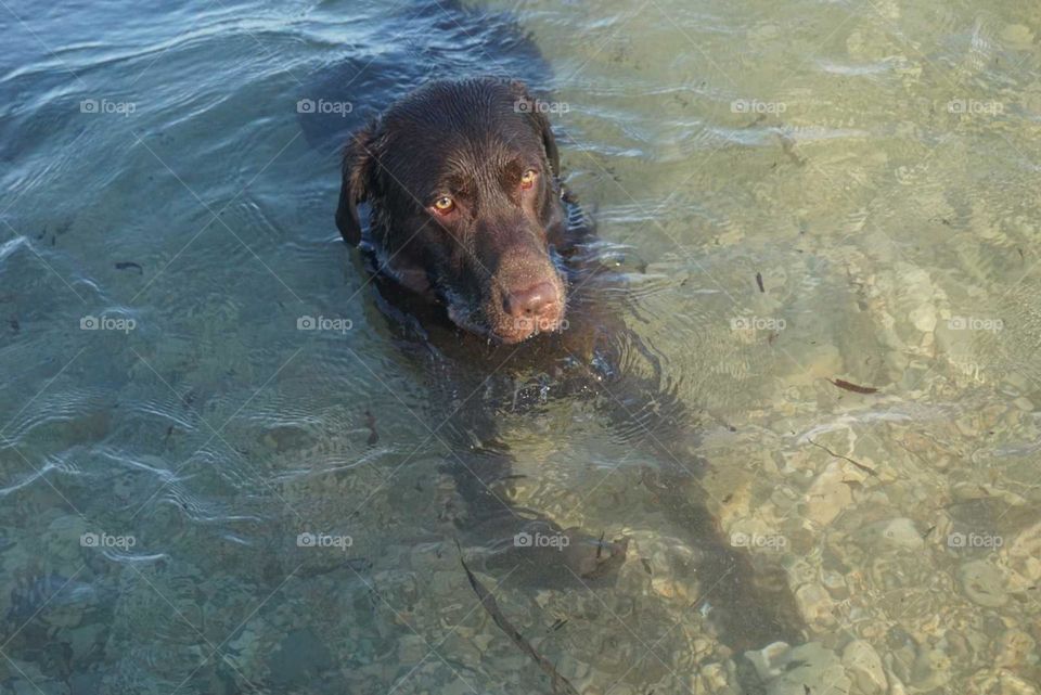 Labrador#dog#sea#relax