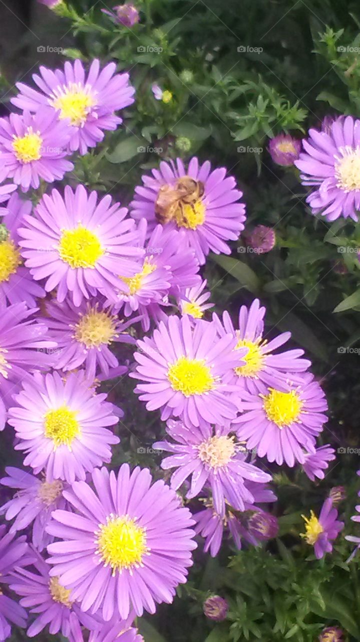 Purple Aster